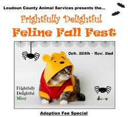 Image of Feline Fall Fest Flier